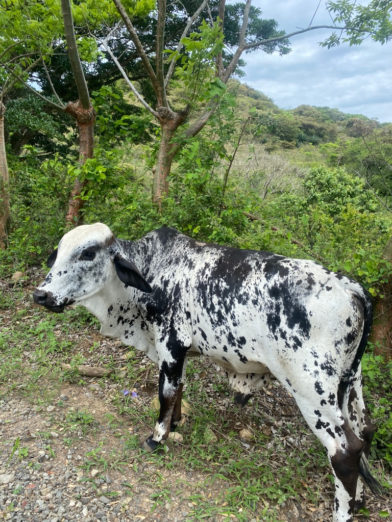 A cow in Costa Rica